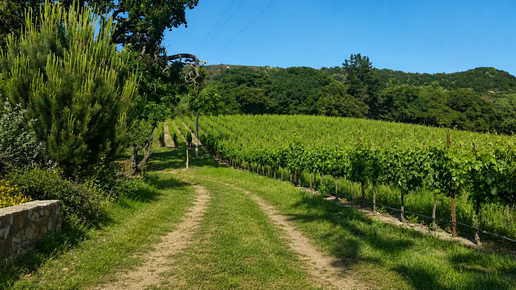 Vineyard rows curving along a dirt path toward forested hills