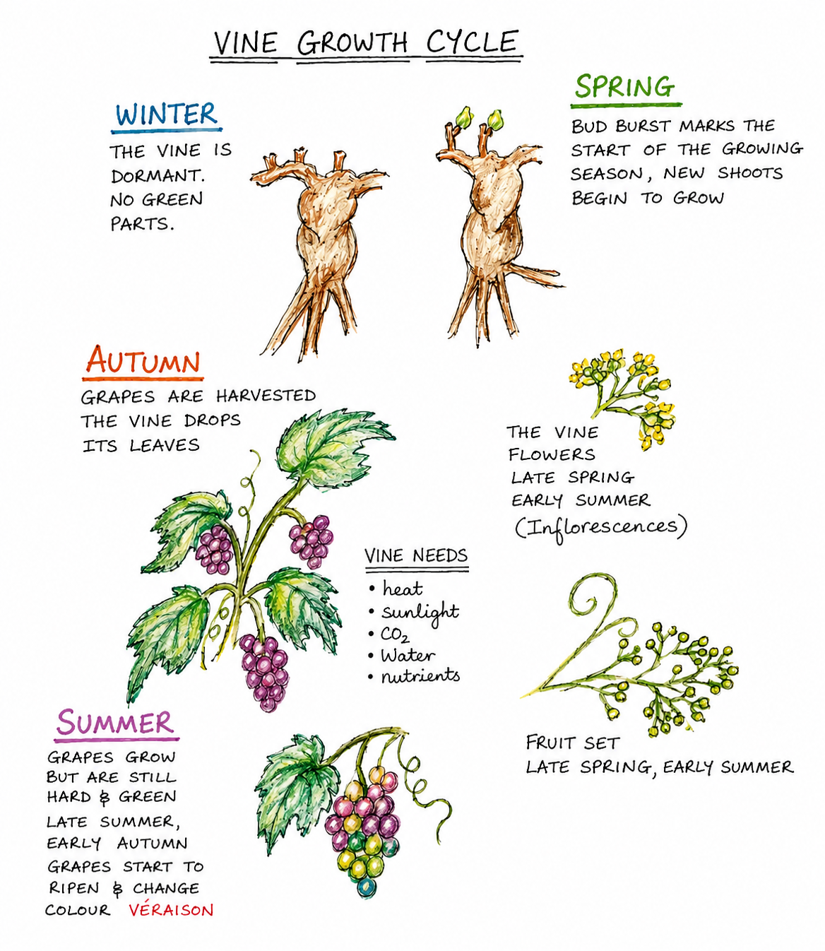 The Vineyard Year