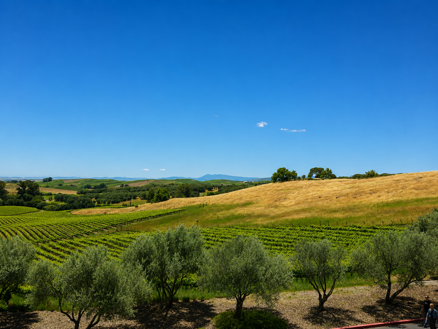 Rolling Sonoma vineyard rows and golden hills under a deep blue sky