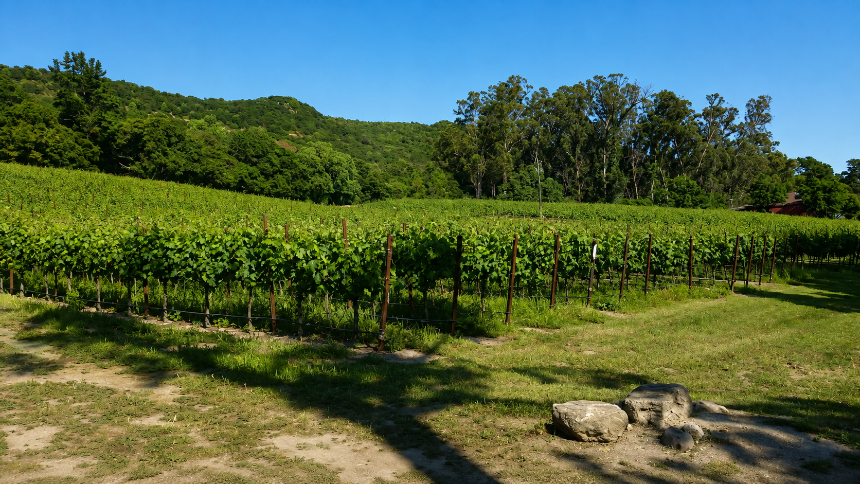 Trellised vines in full leaf running toward a wooded hillside